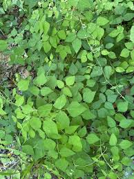 Image result for Amphicarpaea