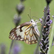 White Butterfly Migration | Midlands Conservancies Forum