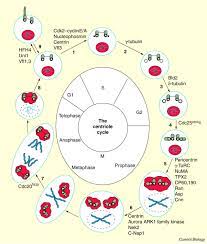 We did not find results for: Centrioles Take Center Stage Sciencedirect