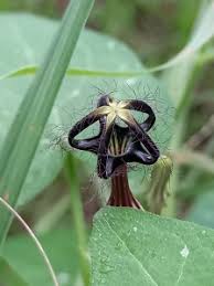 Image result for Ceropegia racemosa
