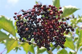 But this year i'm going to get some! How To Grow Elderberries Elderberry Uses And Benefits Hgtv
