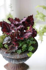 Houseplant Help 5 Tips To Keep Finicky Begonia Rex Alive Gardenista Asparagus Fern House Plants Plants