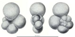 Image result for Pseudopod Ospermum