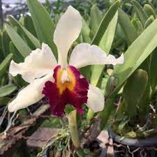 Home Bb Orchids In 2020 Orchids Orchid Flower Cattleya