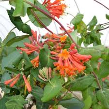 Because it blooms early on growth from last year, it can be cut back close to the ground right after flowering and allowed to grow and flower the next winter. Dropmore Scarlet Honeysuckle Vine Naturehills Com