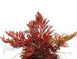 Image result for Selaginella afrorum