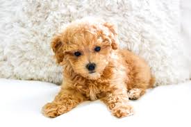 A puppy mill is basically like a dog factory, where pups are mistreated and used purely for profit. 5 Reasons Why You Need A Maltipoo Puppy Life On Phillips Lane
