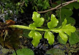 Image result for Ceratopteris