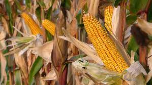 Aug 19, 2018 · that's where this easy mexican street corn salad comes in. Ripe Corn Field Stock Footage Video 100 Royalty Free 5398445 Shutterstock