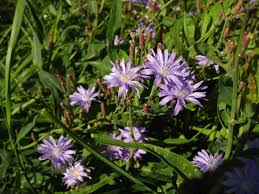 Image result for Lactuca imbricata