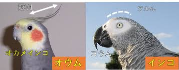 鳥】 ヨウムの世界へようこそ - 長田たくや（ナガタタクヤ） ｜ 選挙ドットコム