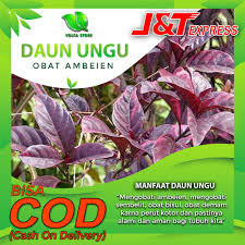 Check spelling or type a new query. Daun Ungu Obat Herbal Obat Ambeien Obat Wasir Obat Herbal Alami Daun Obat Sembelit Obat Tanaman H1 Shopee Indonesia