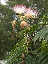 The mimosa tree can also be used to line entryways or driveways, and its uniform shape allows it to pair nicely with others in its species. Mimosa Tree University Of Florida Institute Of Food And Agricultural Sciences