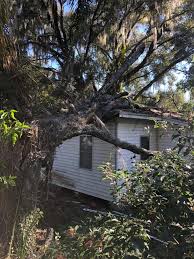 Tree removal tree trimming tree stump removal treat & maintain trees & shrubs. Triangle Tree Services Of Raliegh