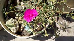 Pin On Sadhna S Terrace Garden