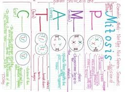 mitosis anchor chart