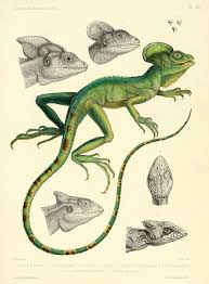 Descriptiondesre00dum 0247 Scientific Illustration Fauna Illustration Animal Illustration