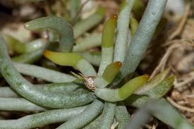 Image result for Microcoelia exilis