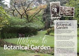 Image result for Pyrostria bibracteata