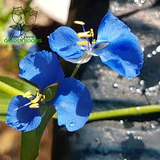Image result for Commelina latifolia