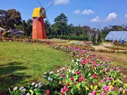 Taman Bunga Celosia Tiket 6 Spot Selfie Keren November 2020 Travelspromo