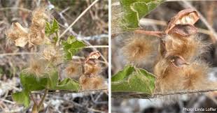 Image result for Cienfuegosia digitata