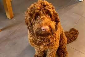 Find australian labradoodles for sale on oodle classifieds. Australian Labradoodles Of Ireland Facebook