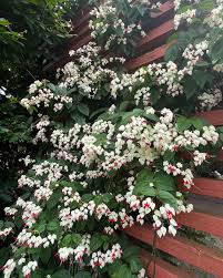 Image result for Clerodendrum capitatum