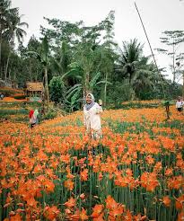 Taman bunga amarilis menjadi buktinya. Rute Dan Lokasi Taman Bunga Amarilis Gunung Kidul Sudah Mekar Kembali
