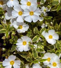 Little Miss Sunshine' | Sunset Plant Collection