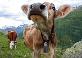 Why Do Cows Wear Bells In India Quora