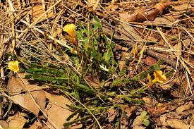 Image result for Biophytum crassipes