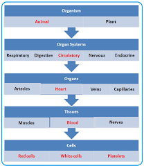 What is cell tissue and organ. Tissues Organs Systems Biology Notes For Igcse 2014