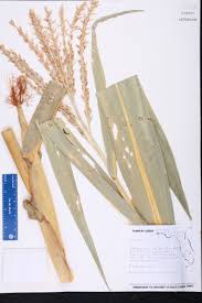 Image result for Zea mays