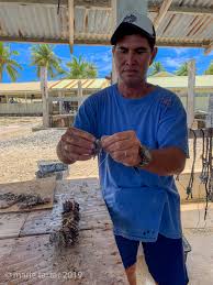 Image result for Faroa affinis