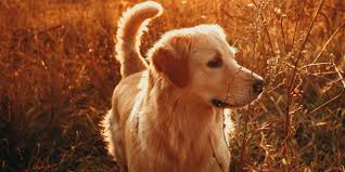 Golden retriever puppies for sale in illinoisselect a breed. Golden Retriever Breeders In Illinois Breeder Review