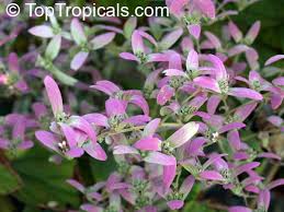 Image result for Congea