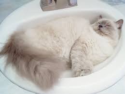 cats in sinks: the reason for your pet
