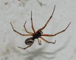 'i've been in the army for ten years, i've been all over the world and slept next to more dangerous spiders and never got bit. Steatoda Nobilis Wikipedia