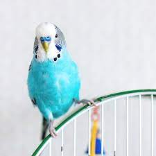 cici kusu sesi indir mp3