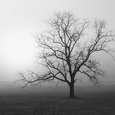 Black And White Photography Tree Print Tree Photography Tree Prints Lone Tree Fog Landscape Photography Foggy Velvet Sunrise In 2021 Black And White Landscape Nature Photography Landscape Photography