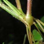 Image result for Panicum trichoides