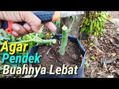 Rahasia Terbongkar Ternyata Mangga Dari Biji Bisa Cepat Berbuah Tanpa Cangkok Agropark Youtube