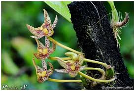 Image result for Bulbophyllum ballii