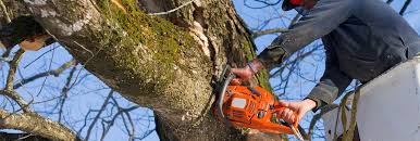 Remove the branches and stump to complete the tree removal. The 10 Best Tree Removal Companies Near Me With Free Estimates