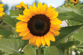 Image result for Helianthus annuus