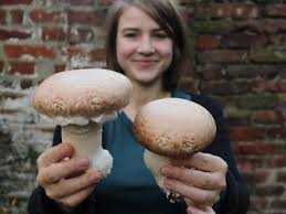 Neben den wurzeln können auch die triebe und blütenknospen verarbeitet werden. Meine Ernte Pilze Zuchten Einfach Zuhause Mit Einem Pilz Set