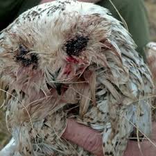 Pdf Snowy Owl Nest Failures Caused By Blackfly Attacks On Incubating Females Adding an owl nest box to your backyard will attract screech owls. pdf snowy owl nest failures caused by