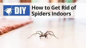 Spray the mixture over the plant and don't forget to spray the underside of the leaves as well as the stem. How To Get Rid Of Spiders Diy Spider Control Inside Outside