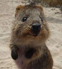 Quokka On Rottnest Island Western Australia Quokka Animal Cute Animals Animals